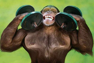 muscle-building-gym-exercise-monkey-buff-ape.jpg